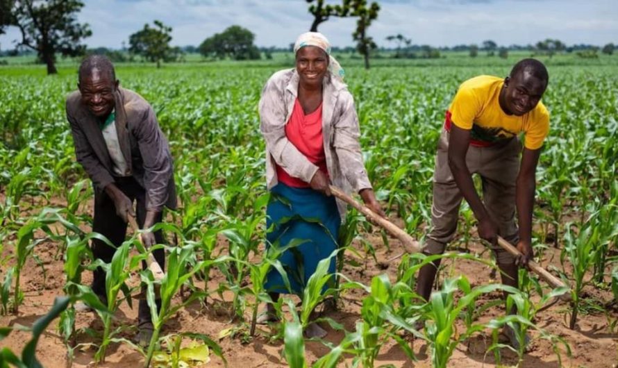 Agriculture, Nigeria’s Solution To Economic Woes BY INYALI PETER 