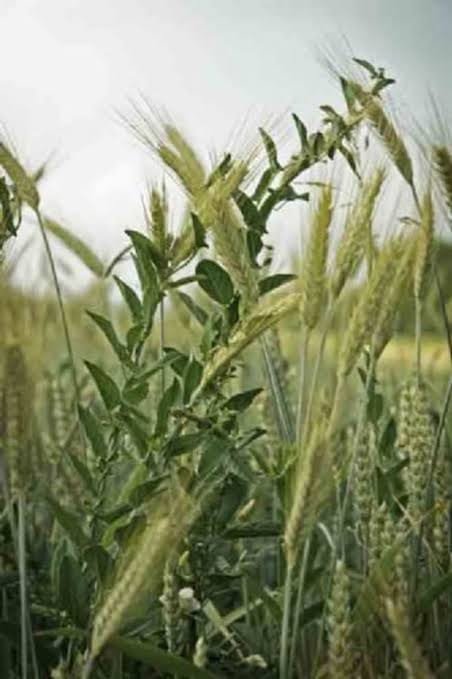 Tolerance: Let Both of Them Grow Together Until Harvest BY PETER OBELE ABUE